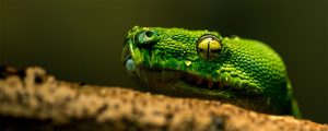Wise as serpents